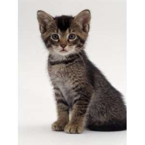 Week Agouti Tabby Male Kitten (Hybrid Wild Cat Crossed with a Blue 