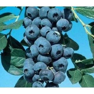   Mild Winter Blueberry Plant Two Gallon Explore similar items