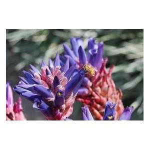  PUYA venusta BLUE PINK Bromeliad FRESH 3 Seeds EXOTIC 