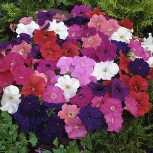 MAMBO DWARF PETUNIA SERIES NEW 30 SEEDS MUST HAVE  