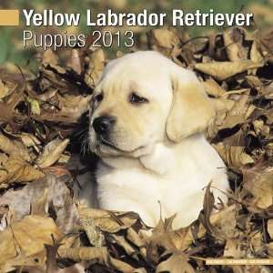  Yellow Labrador Puppies 2013 Wall Calendar 12 X 12 