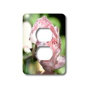 Patricia Sanders Flowers   Pink Carnation Flower   Light Switch Covers 