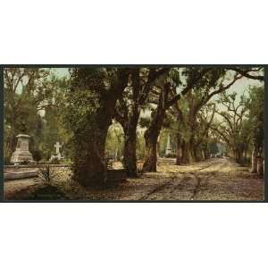  Bonaventure Cemetery,monuments,tombs,Savannah,GA,c1901 