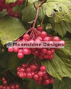 Sargent CRANBERRY Viburnum SEEDS  