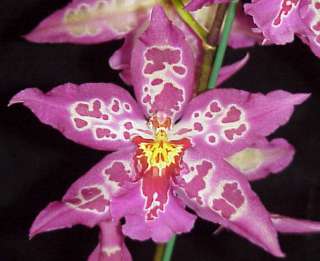 Bllra. Pacific Pastel Mauna Loa Orchid Plant  