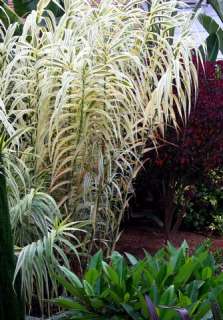 Peppermint Stick Giant Reed Ornamental Grass 2 Plants   15  