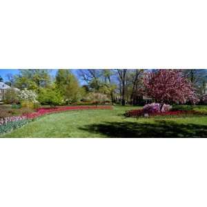  Tulips and Cherry Trees in a Garden, Sherwood Gardens 