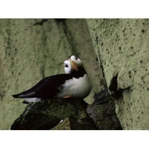  Horned Puffin (Fratercula Corniculata), St. George Island 