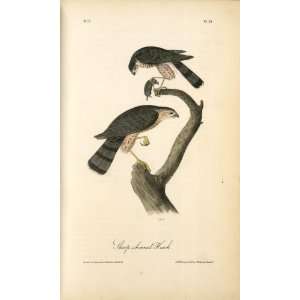   paintings   John James Audubon   24 x 40 inches   Sharp shinned Hawk