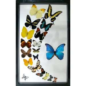  Real Mounted Butterfly Art with Framed Blue Morpho in 