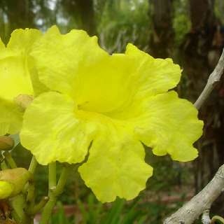 Tabebuia caraiba SILVER TAB YELLOW TRUMPET TREE ~PLANT~  