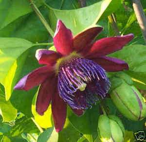   PASSION VINES Passiflora exotic climbers delicious fruits 45 seeds