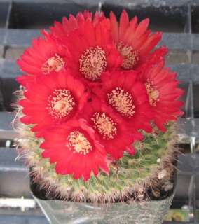 Parodia sanguiniflora Bright Red Flowers South American Cactus 18 