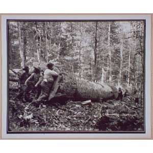  Giant Poplar of the Williams,W. Va.