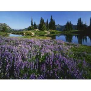  Lupine and Alpine tarn, William O. Douglas Wilderness 