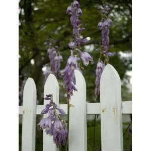  Purple Hosta Blossoms Growing Through a White Picket Fence 