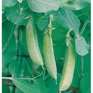    Organic Heirloom Sugar Snap Pea 40 Seeds Patio, Lawn & Garden