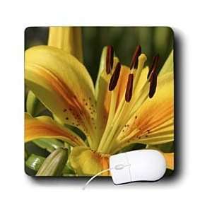 Lilies   Yellow Lily   may birth flower, birth flower, lily, lilies 