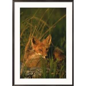  Close View of a Red Fox at Rest Collections Framed 