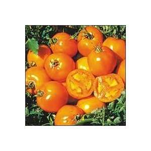   Seeds   Tomato   Sunray Tomato Seed, Sold by the Pound Patio, Lawn