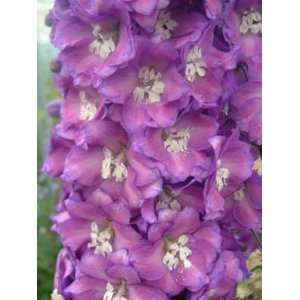    Lily Radley Delphinium Flower Seed Pack Patio, Lawn & Garden