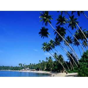  Bending Palm Trees on Unawatuna Beach, Unawatuna, Southern 