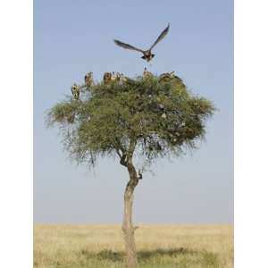 Vultures in an Acacia Tree on the Savanna, Maasai Mara, Kenya, Africa 