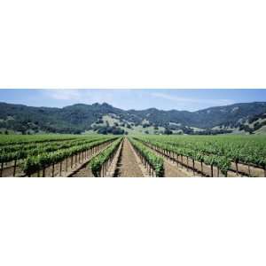  Rows of Vine in a Vineyard, Hopland, California, USA 
