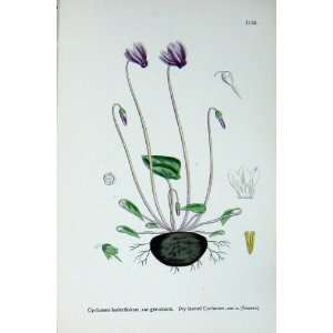  Botany Plants C1902 Ivy Leaved Cyclamen Hederifolium