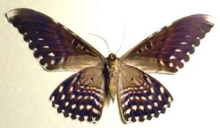 REAL GIGANTIC THYSANIA AGRIPPINA MOTH REAL 6311V  