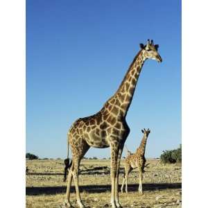 Giraffe, Giraffa Camelopardalis, Etosha National Park, Namibia, Africa 