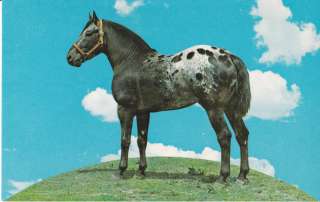 APPALOOSA HORSE POSTCARD STALLION SOAPS SONNY MEXIA TEXAS  