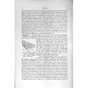    NATURAL HISTORY 1896 FORE WING NOCTUA MOTH INSECTS