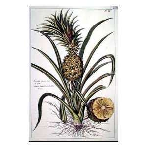  Tropical Pineapple II Poster Print