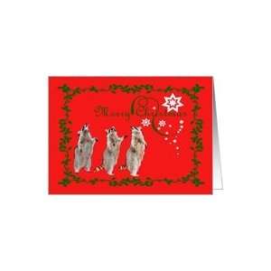  Christmas, Raccoons with holly wreath frame and stars Card 