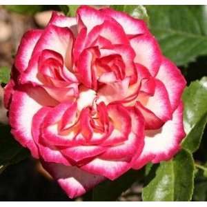  Imp Rose Seeds Packet Patio, Lawn & Garden