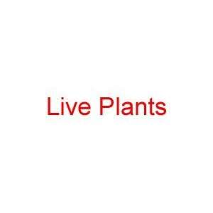  LIVE PLANTS Rubber Stamp for mail use self inking Office 