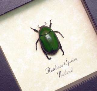 Real Framed Green Rutelinae Leaf Chafer Beetle 7918g  