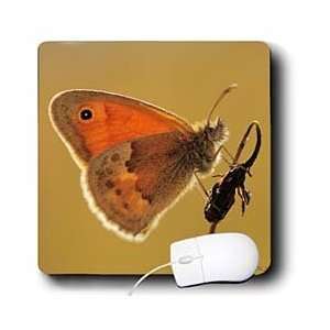   Nature   Small Heath (Coenonympha pamphilus)   Mouse Pads Electronics