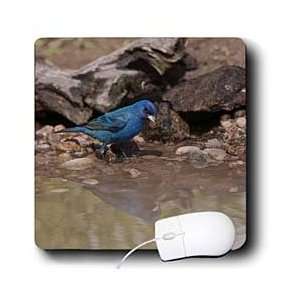   Male Indigo Bunting at edge of small pond   Mouse Pads Electronics