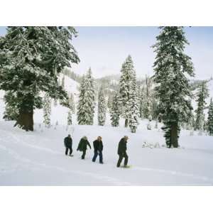  Rangers Snowshoeing in a Wintry Landscape of Evergreens 