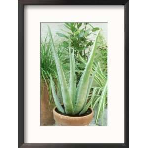  Aloe Vera Terracotta Pot Collections Framed Photographic 