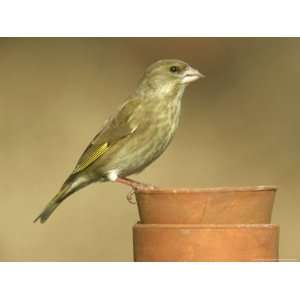  Greenfinch, Carduelis Chloris Female Perched on Terracotta Pots 