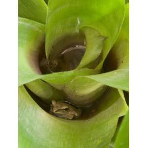  Tree Frog in Plant Water Pool, Phu Crading National Park 