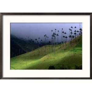 The Colombian National Tree Palma De Cera, Armenia, Colombia Framed 